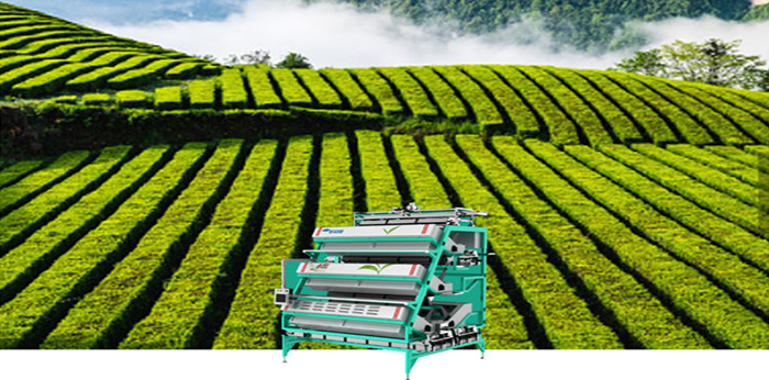 الاحتفال بيوم الشاي العالمي 2022